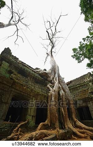 Ta Prohm temple, Angkor, Cambodia View Large Photo Image Stock Image - Ta Prohm temple, Angkor, Cambodia. Fotosearch