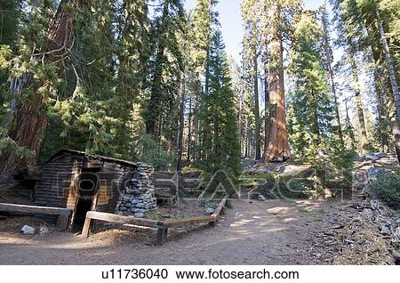 Stock Image - Tharp log in Sequoia National Park, California, USA. Fotosearch
