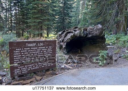 Stock Photo - Tharp log in Sequoia National Park, California, USA. Fotosearch