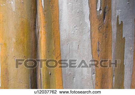Stock Image - The bark of a Eucalyptus tree. Fotosearch