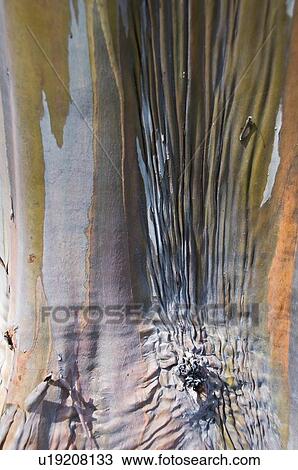 Stock Image - The bark of a Eucalyptus tree. Fotosearch