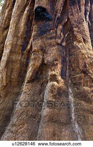 Stock Photograph - The bark of a giant sequoia tree . Fotosearch