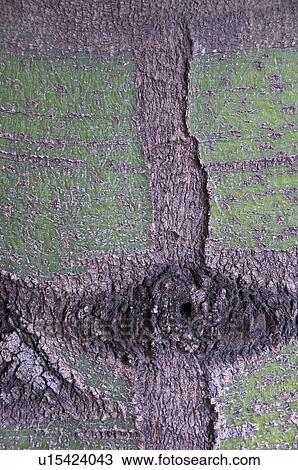 Stock Image - The bark of a tree. Fotosearch