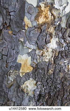 Stock Image - The bark of a western sycamore tree . Fotosearch