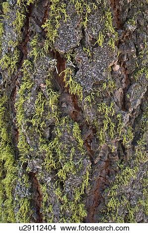Picture - The moss covered bark of a pine tree. Fotosearch