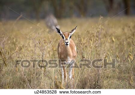 Stock Photo - Thomson's Gazelle (Artiodactyla Antilopinae Gazella); Samburu National Reserve, Kenya, Africa. Fotosearch