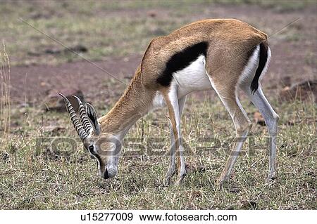 Thomson's Gazelle, Kenya, Africa; gazelle grazing on grassy plain View Large Photo Image Stock Photo - Thomson's Gazelle, Kenya, Africa; gazelle grazing on grassy plain. Fotosearch