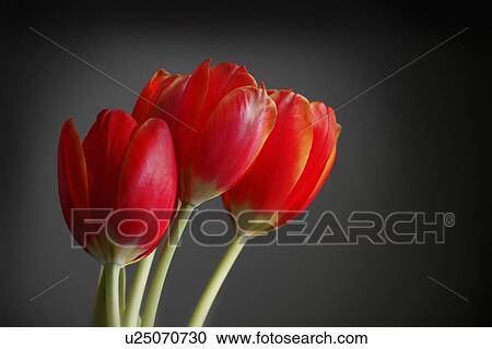 Stock Image - Three red tulips. Fotosearch