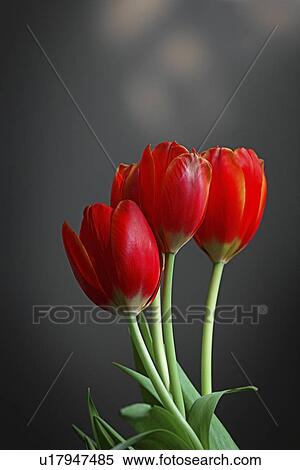Three red tulips View Large Photo Image Stock Photography - Three red tulips. Fotosearch
