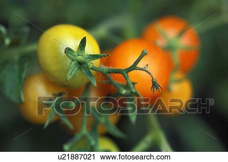 Stock Image - Tomatoes growing in a garden. Fotosearch