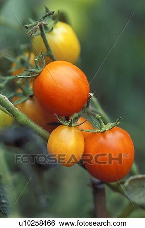 Tomatoes on the vine View Large Photo Image Stock Photograph - Tomatoes on the vine. Fotosearch