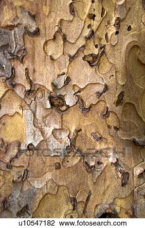 Tree bark View Large Photo Image Stock Image - Tree bark . Fotosearch