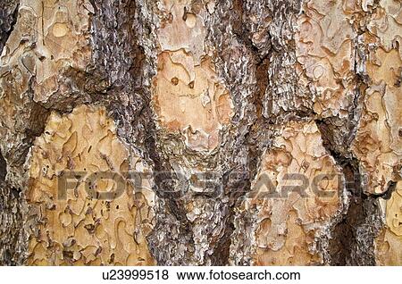 Stock Photo - Tree bark . Fotosearch