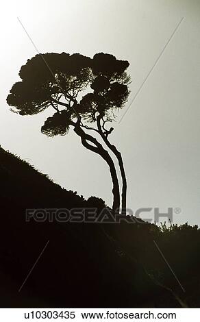 Tree bent from strong winds View Large Photo Image Stock Photography - Tree bent from strong winds. Fotosearch