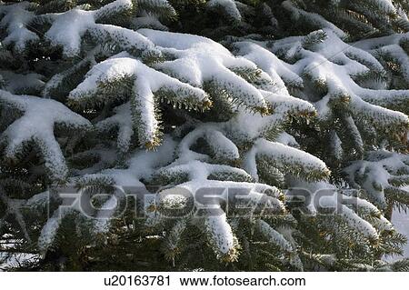 Tree covered in snow View Large Photo Image Stock Image - Tree covered in snow. Fotosearch