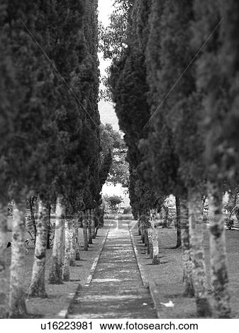 Tree lined path View Large Photo Image Stock Image - Tree lined path. Fotosearch