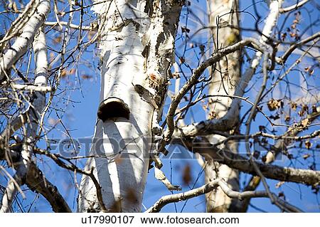 Stock Photo - Tree trunk with peeling bark and fungus. Fotosearch