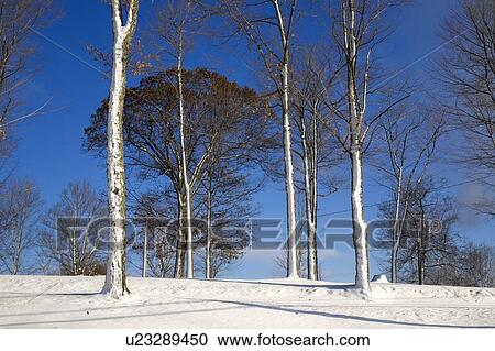 Stock Image - Trees in winter. Fotosearch