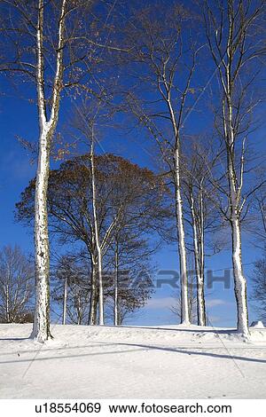 Stock Photo - Trees in winter. Fotosearch