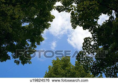 Stock Photograph - Treetops. Fotosearch