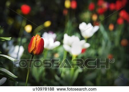 Tulip in a garden View Large Photo Image Stock Photo - Tulip in a garden. Fotosearch