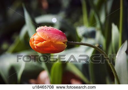 Tulip in a garden View Large Photo Image Stock Photo - Tulip in a garden. Fotosearch