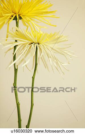 Two flowers View Large Photo Image Stock Image - Two flowers. Fotosearch