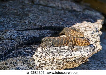 Two Granite Spiny Lizards (Sceloporus orcutti) View Large Photo Image Stock Image - Two Granite Spiny Lizards (Sceloporus orcutti). Fotosearch