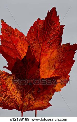 Stock Photo - Two red maple leaves . Fotosearch