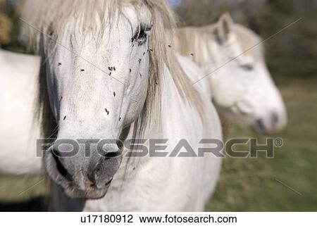 Stock Image - Two white horses. Fotosearch