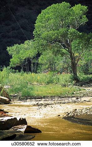 Utah, USA; Trees and the Virgin River in Zion National Park View Large Photo Image Stock Image - Utah, USA; Trees and the Virgin River in Zion National Park. Fotosearch