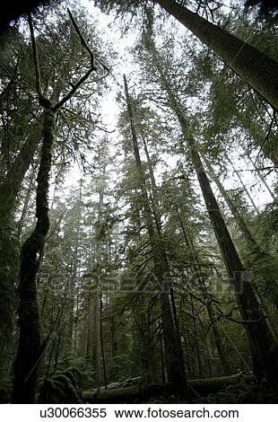 Stock Photography - Vancouver Island, British Columbia, Canada; Cathedral Grove in MacMillan Provincial Park. Fotosearch
