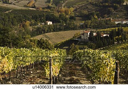 Stock Image - Vineyard, Greti, Italy. Fotosearch