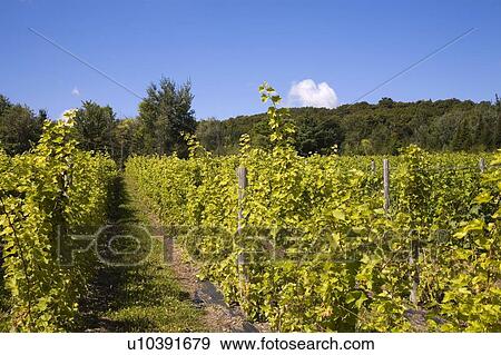 Vineyard View Large Photo Image Stock Photo - Vineyard. Fotosearch