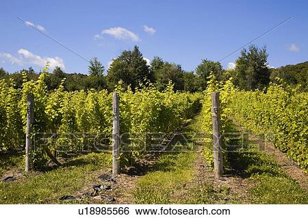 Vineyard View Large Photo Image Stock Photograph - Vineyard. Fotosearch