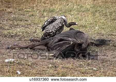 Vulture, Masai Mara National Reserve, Kenya, Africa; Vulture eating View Large Photo Image Stock Image - Vulture, Masai Mara National Reserve, Kenya, Africa; Vulture eating. Fotosearch