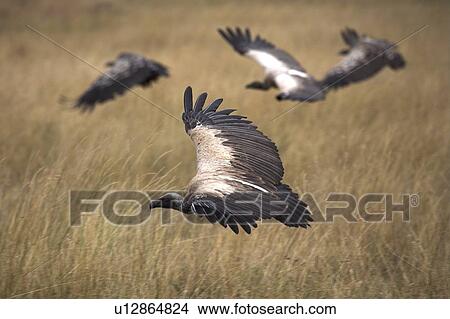 Vultures, Masai Mara National Reserve, Kenya, Africa; Vultures flying View Large Photo Image Picture - Vultures, Masai Mara National Reserve, Kenya, Africa; Vultures flying. Fotosearch