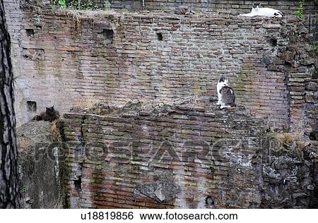Stock Photograph - Wall with cats sitting on it. Fotosearch