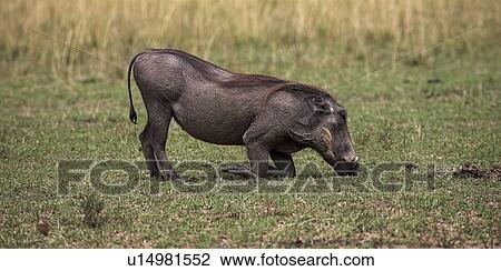 Warthog, Masai Mara, Kenya; Warthog eating grass View Large Photo Image Stock Image - Warthog, Masai Mara, Kenya; Warthog eating grass . Fotosearch