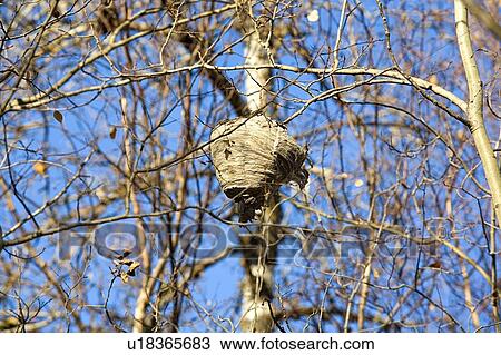 Wasp's nest high amid small branches View Large Photo Image Stock Image - Wasp's nest high amid small branches. Fotosearch