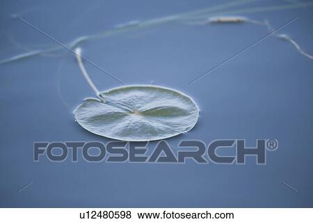 Stock Photo - Water Lily (Nymphaeacea). Fotosearch