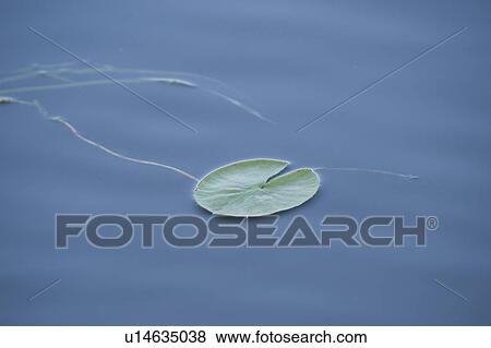 Stock Photo - Water Lily (Nymphaeaceae). Fotosearch