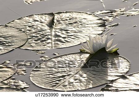 Stock Image - Water lily on lake, Lake of the Woods, Ontario, Canada. Fotosearch