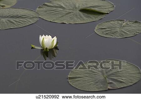 Water lily on lake, Lake of the Woods, Ontario, Canada View Large Photo Image Stock Image - Water lily on lake, Lake of the Woods, Ontario, Canada. Fotosearch