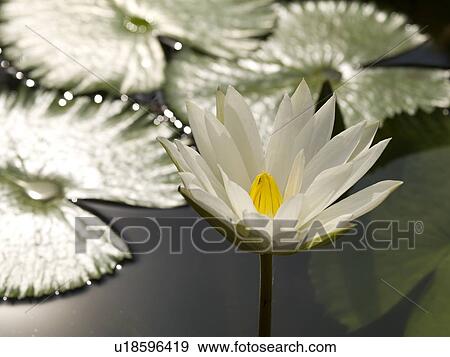 Water lily View Large Photo Image Stock Photo - Water lily. Fotosearch