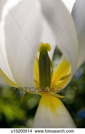 Waterloo, Quebec, Canada; Close-up of white tulip View Large Photo Image Picture - Waterloo, Quebec, Canada; Close-up of white tulip. Fotosearch