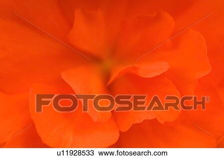 Waterloo, Quebec, Canada; Close-up of red begonia View Large Photo Image Stock Image - Waterloo, Quebec, Canada; Close-up of red begonia. Fotosearch