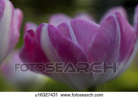 Waterloo, Quebec, Canada; Close-up of pink tulip View Large Photo Image Stock Image - Waterloo, Quebec, Canada; Close-up of pink tulip. Fotosearch