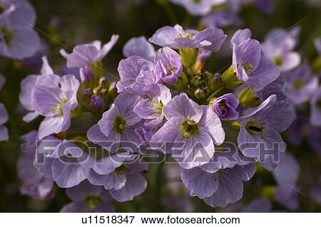 Waterloo, Quebec, Canada; Close-up of purple wildflowers View Large Photo Image Stock Photo - Waterloo, Quebec, Canada; Close-up of purple wildflowers. Fotosearch