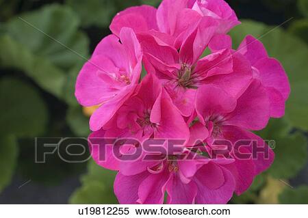 Waterloo, Quebec, Canada; Close-up of pink geranium View Large Photo Image Stock Photography - Waterloo, Quebec, Canada; Close-up of pink geranium. Fotosearch